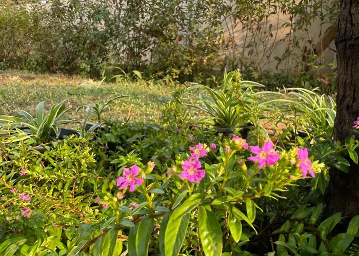 The Bougainvillea Cottage Farmstay Near Dehradun , 2 Bedroom Private Cottage Next To Fields And Orchards With Hill Views