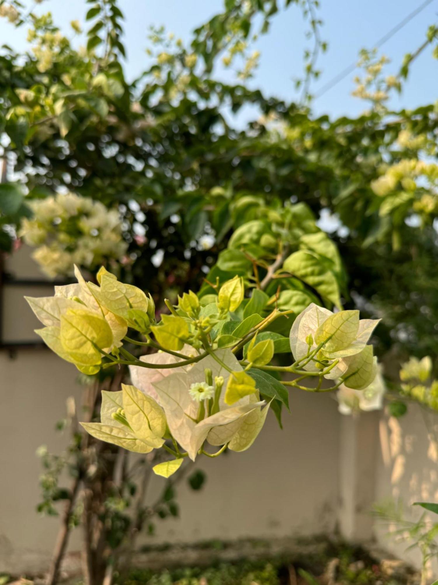 Farm stay The Bougainvillea Near , 2 Bedroom Private Next To Fields And Orchards With Hill Views Dehradun